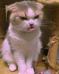 Instagram Da Cezmikalorifer Komsunun Surekli Yaramazlik Yapan Aksi Cocugu Kaydirmali In 2020 Cute Animals Cute Cats Cute Baby Cats
