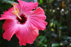 Facts, links and costa rica vacations have become popular among many travelers, and for good reasons. Costa Rica Flowers The Sallie Post