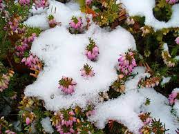 31 fantastiche immagini su bouquet fioriti invernali. Fiori Invernali 4 Specie Che Sbocciano Al Freddo Ville Casali