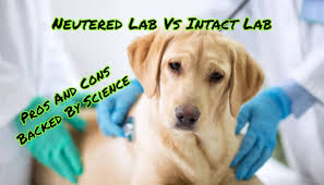 Check spelling or type a new query. Neutered Lab Vs Intact Lab Pros And Cons Backed By Science