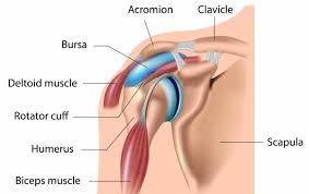 Diagram of hair cuts and real results,diagram of human body organs,diagram of sitzbein,diagram of the heart led light wiring diagram. Who Has A Cranky Shoulder How To Train Around It Breaking Muscle