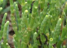 Image result for Salicornia perrieri