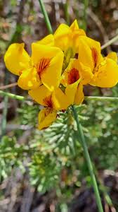 Image result for Disa polygonoides