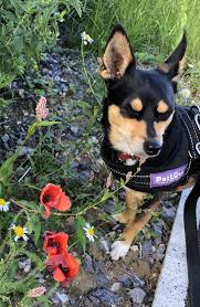 Pin By Myriam On Milo The Min Pin In 2020 Rescue Dogs Miniature Pinscher Dogs