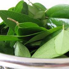 Dibuat dari daun asli, mudah namun hasilnya segar dan sehat. Cara Membuat Cincau Hijau Cincau Hijau