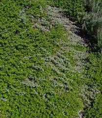Baccharis Pilularis Pilularis Pigeon Point Dwarf Coyote Brush Native Plants Plants California Native Garden