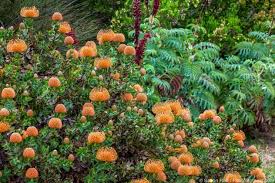 Image result for Leucospermum