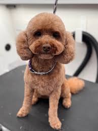 Hey Everyone 👋 Looking to get your Pooch Pampered then look no further. We  are taking