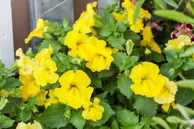 Image result for Mimulus