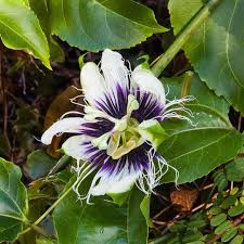 Image result for Passifloraceae