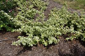 We did not find results for: Euonymus Gold Splash 2 3 Lurvey Landscape Supply