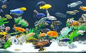 30 Gallon African Cichlid Tank - Youtube