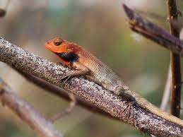 The two most common lizards we have are the western fence lizard, also known as a blue belly, and the alligator lizard. Oriental Garden Lizard Wikipedia