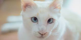 Primary pancreatic tumors are rare in dogs and cats. Pancreatic Cancer In Cats Causes Symptoms Diagnosis And Treatment