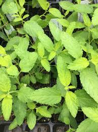 Image result for Ozoroa longipes