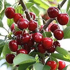 The yoshino cherry tree, popular in both the united states and japan, is famous for the cherry blossom festival in washington, d.c. Maliagarden Live Sweet Cherry Fruit Plant 1 Healthy Plant Green Red Amazon In Garden Outdoors