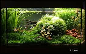 Vorallem die nachbildung von naturszenen mit hilfe von aquarienpflanzen und dekoelementen wie steinen und wurzeln spielt. Pin Auf Aquascaping