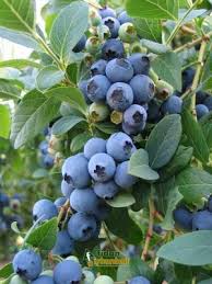 Goji Berry Kurt Uzumu Fidani 40 60 Cm 5 Yas Saksida Fidan Satisi Fide Satisi Internetten Organik Bahcecilik Fikirleri Yaban Mersini Organik Bahcecilik