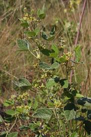 Image result for Rhynchosia chapmanii