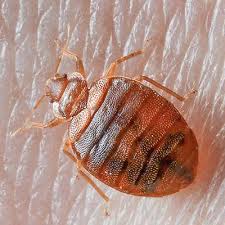 The full guide to bed bug control and treatment. Bed Bugs Pest Control Adelaide Eliminating Pests In Homes Offices