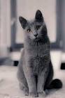 Grey and White Cat Breeds: Easy-to-Follow Guide