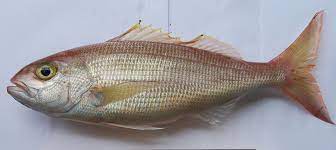 We did not find results for: Pristipomoides Filamentosus Wikipedia