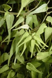 Image result for Ceropegia schinziata