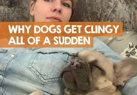 Why Is My Dog Clingy All Of A Sudden 7 Reasons For Clinginess