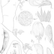 Image result for Rhynchosia elegans