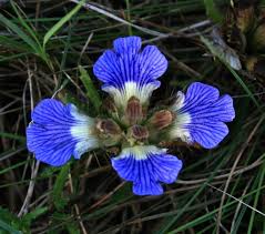 Image result for Blepharis acanthodioides