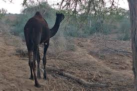 You must have heard about the rann of kutch in your geography classes, but seldom did they cover the humbling beauty of the place. Rampant Industrialisation Along Gujarat Coast Threatens Survival Of India S Swimming Kharai Camels