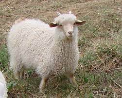 The meat must be pale pink. Genius Community Wool