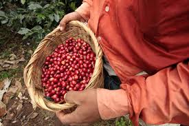 Image result for Magnistipula