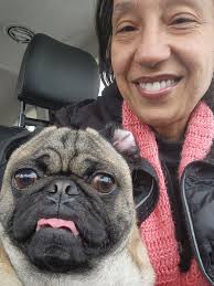 Pug Appreciation and Admiration