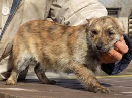 Hund Welpe Mischling Mischling Hundin 4 Monate Ungarn Tiere Suchen Ein Zuhause Hunde Haustiere