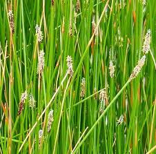 Image result for Eleocharis complanata