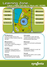 We did not find results for: Label A Plant Cell Up To 16yrs Old Gcse