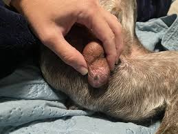 Image result for scrotum dog skin peeling