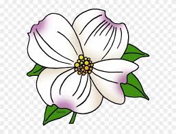 Color the syringa flower white with a yellow center and green leaves. North Carolina State Flower Dogwood Flower Coloring Page Free Transparent Png Clipart Images Download
