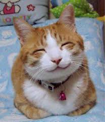 Gambar kucing tiduran memang beragam, tapi banyak di antaranya yang lucu menggemaskan. Foto Meme Kucing Senyum