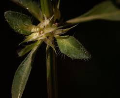 Image result for Justicia striata