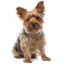 Yorkshire terriers have a reputation of being hard to potty train but that's because they're stubborn, not a lack of ability or intelligence. How To Potty Train Your Yorkie And Teacup Yorkie Puppy Yorkie Passion