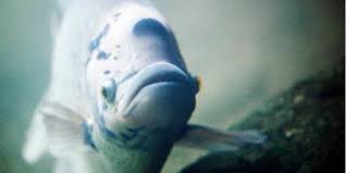 Sebagai contoh benih ikan nila cocok dibudidayakan pada kedalaman air sekitar 50 cm dengan ketinggian sekitar 60 cm. Cara Budidaya Ikan Gurame Mudah Dan Menguntungkan Merdeka Com