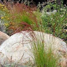 Image result for Aristida transvaalensis