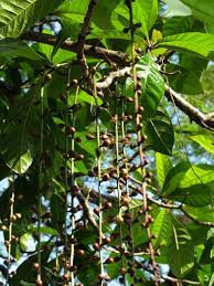 Image result for Barringtonia racemosa
