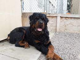This animal could be euthanized if not adopted soon. He Is A 10 Month Old Huge Male Longhaired Rottweiler Animal Shelter Services Wags Pet Adoption In Westminster Ca