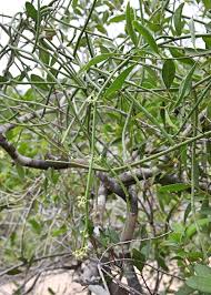 Image result for Cynanchum viminale