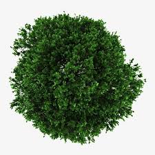 Tree Tree Clipart Clipart Green Png And Vector With Transparent Background For Free Download Trees Top View Tree Plan Photoshop Tree Photoshop