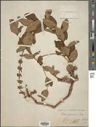 Image result for Coleus maculosus