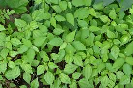 Image result for Melochia corchorifolia